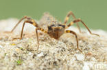 Bronslibel (Oxygastra curtisii) 