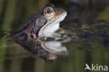 Bruine kikker (Rana temporaria)