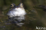 Common Frog (Rana temporaria)