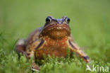 Bruine kikker (Rana temporaria)