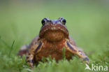 Bruine kikker (Rana temporaria)