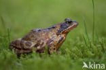 Bruine kikker (Rana temporaria)