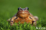 Bruine kikker (Rana temporaria)