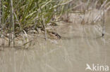 Common Frog (Rana temporaria)