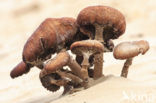 Scalycap (Pholiota spec.)