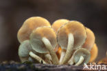 Scalycap (Pholiota spec.)