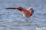 Chilian Flamingo (Phoenicopterus chilensis) 