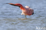 Chilian Flamingo (Phoenicopterus chilensis) 