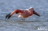 Chilian Flamingo (Phoenicopterus chilensis) 