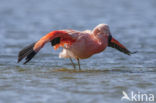 Chileense Flamingo (Phoenicopterus chilensis) 