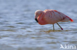 Chileense Flamingo (Phoenicopterus chilensis) 