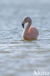 Chilian Flamingo (Phoenicopterus chilensis) 