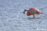Chilian Flamingo (Phoenicopterus chilensis) 