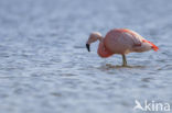 Chileense Flamingo (Phoenicopterus chilensis) 