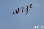 Chilian Flamingo (Phoenicopterus chilensis) 