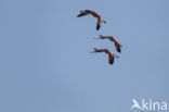 Chilian Flamingo (Phoenicopterus chilensis) 