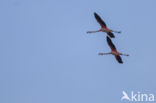 Chilian Flamingo (Phoenicopterus chilensis) 