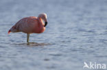 Chileense Flamingo (Phoenicopterus chilensis) 