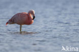 Chilian Flamingo (Phoenicopterus chilensis) 