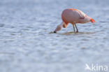 Chilian Flamingo (Phoenicopterus chilensis) 