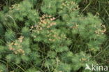 Cypress Spurge (Euphorbia cyparissias)