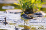 Citroenkwikstaart (Motacilla citreola)