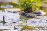 Citroenkwikstaart (Motacilla citreola)