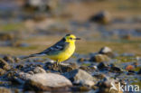 Citroenkwikstaart (Motacilla citreola)