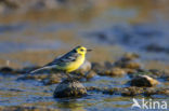 Citroenkwikstaart (Motacilla citreola)