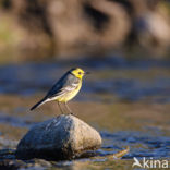 Citroenkwikstaart (Motacilla citreola)