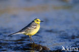 Citroenkwikstaart (Motacilla citreola)