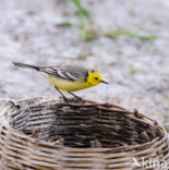 Citroenkwikstaart (Motacilla citreola)