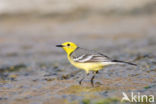 Yellow-hooded Wagtail (Motacilla citreola)