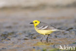 Yellow-hooded Wagtail (Motacilla citreola)