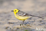 Yellow-hooded Wagtail (Motacilla citreola)