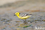 Yellow-hooded Wagtail (Motacilla citreola)