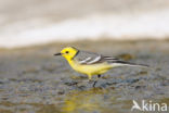 Yellow-hooded Wagtail (Motacilla citreola)