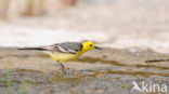 Yellow-hooded Wagtail (Motacilla citreola)