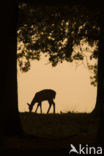 Fallow Deer (Dama dama)