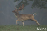 Fallow Deer (Dama dama)