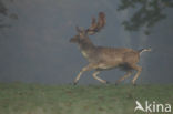 Fallow Deer (Dama dama)