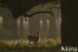 Fallow Deer (Dama dama)