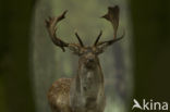 Fallow Deer (Dama dama)