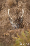 Fallow Deer (Dama dama)