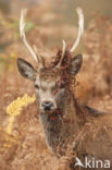 Fallow Deer (Dama dama)