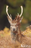 Fallow Deer (Dama dama)