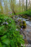 Donkersporig + Bleeksporig bosviooltje (Viola reichenbachiana + Viola riviniana)