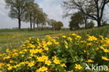 Dotterbloem (Caltha palustris)