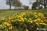 Dotterbloem (Caltha palustris)