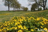 Dotterbloem (Caltha palustris)